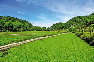 石柱 改善农村人居环境建设宜居乡村